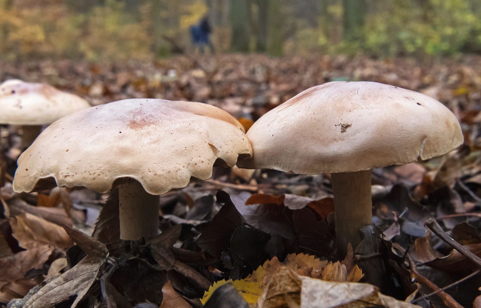 Le bêta-glucane se trouve dans la paroi des cellules de tous les champignons.