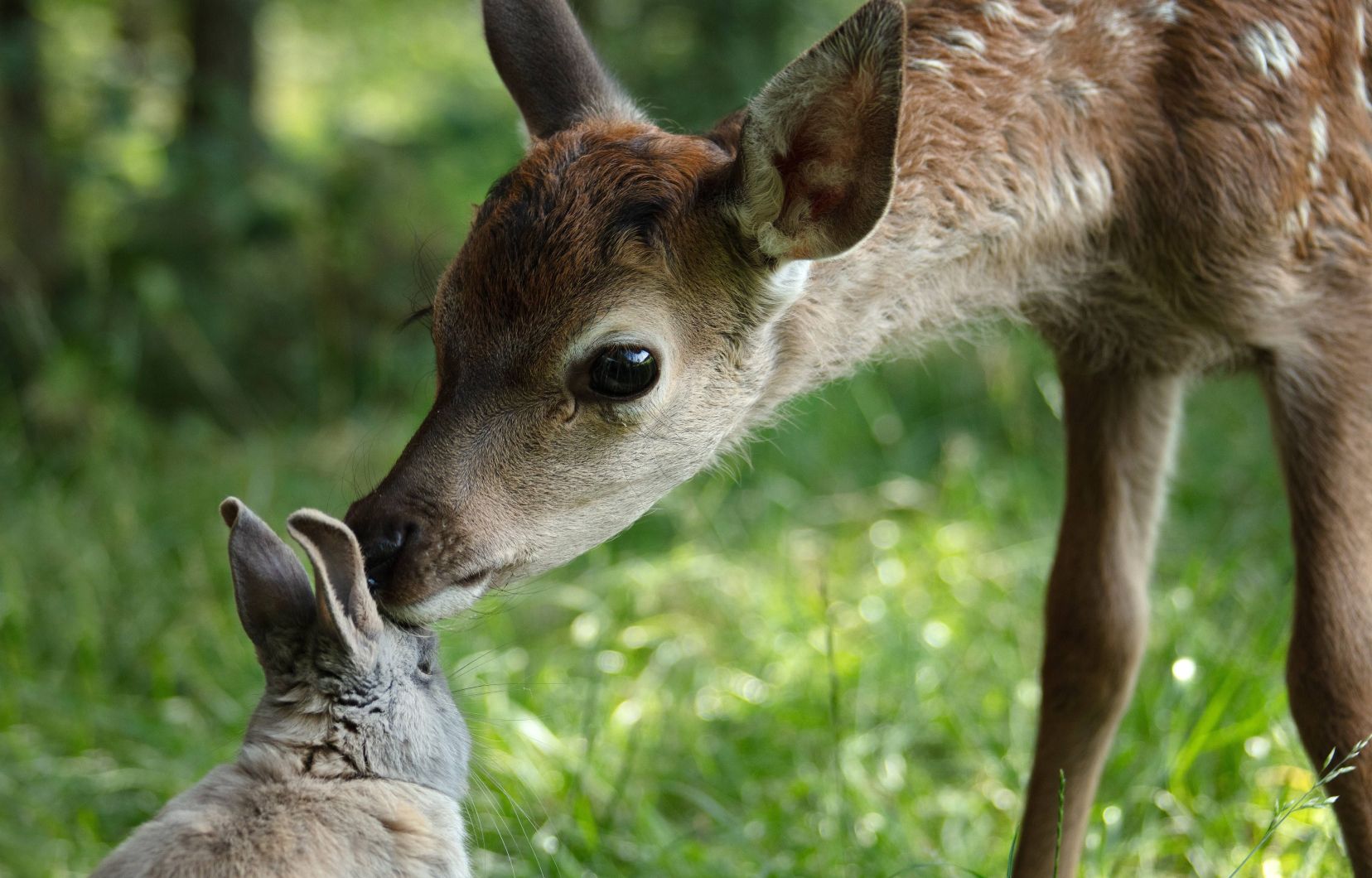 Une image du film «Bambi», de Michel Fissler