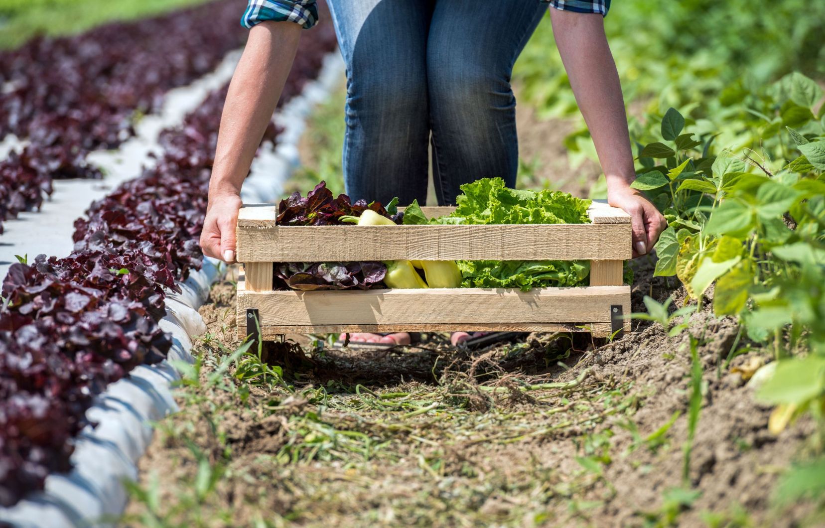 Les fermes communautaires offrent une réponse concrète à l’inflation et aux fluctuations du marché, fait valoir l’autrice.