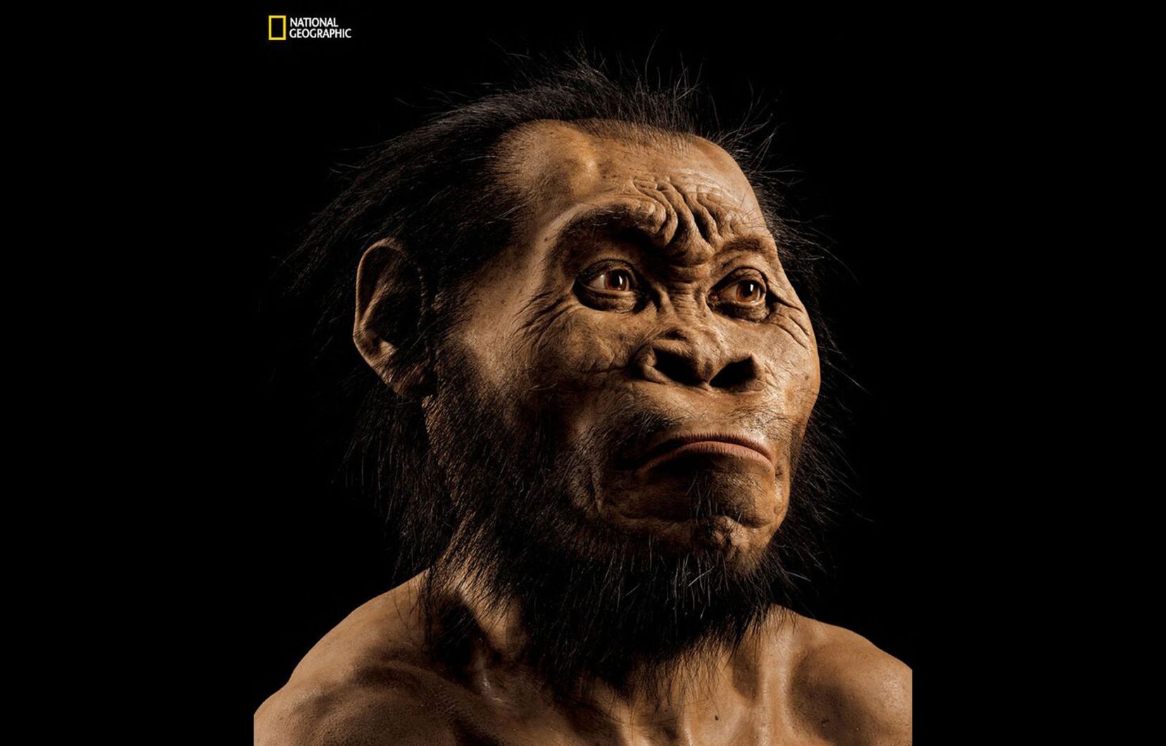 Une reconstitution d’un visage d’«Homo naledi» réalisée par le paléo-artiste John Gurche