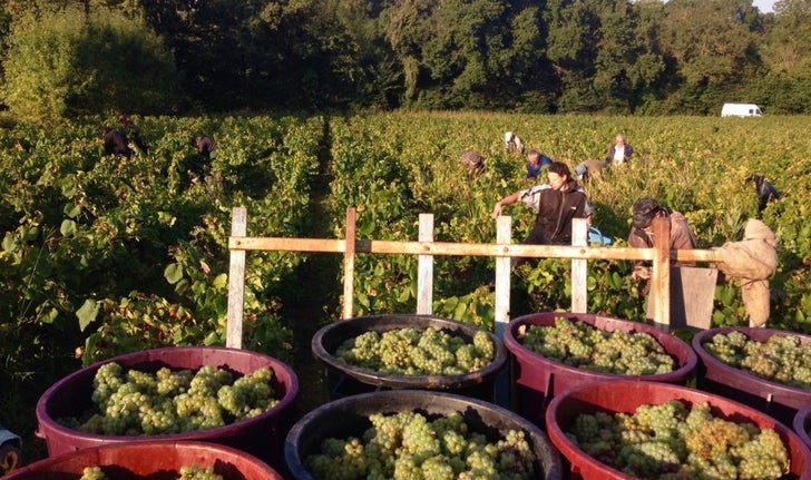 Les 8,5 hectares du Domaine Brégeon, dans la vallée de la Loire, en France, ont été convertis en culture biologique.