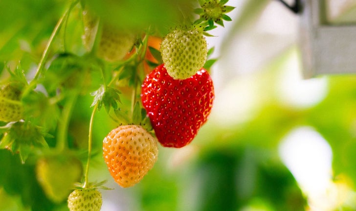 Cultiver des fraises à l’intérieur, loin des champs, reste un défi logistique et financier, estime Ophelia Sarakinis, fondatrice de Gush.