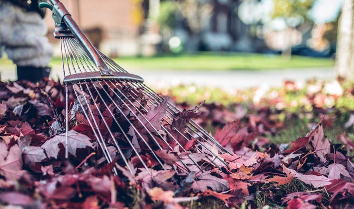 Pour ceux qui aiment faire du compost, les feuilles mortes sont une source fabuleuse de carbone.