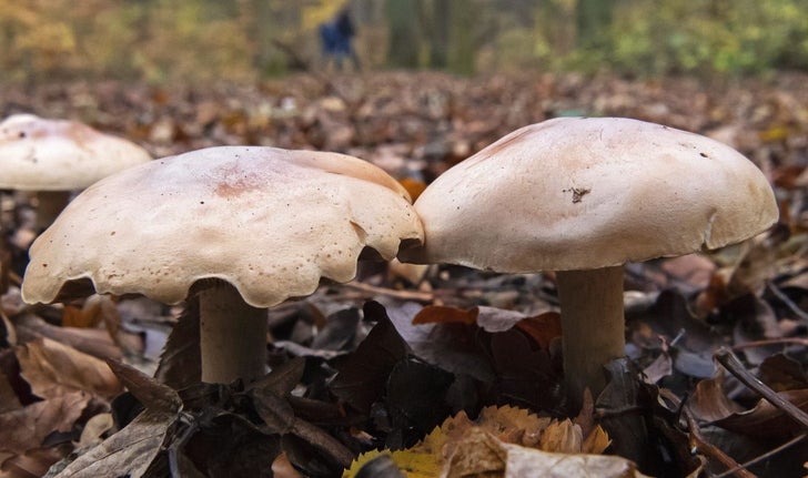 Le bêta-glucane se trouve dans la paroi des cellules de tous les champignons.